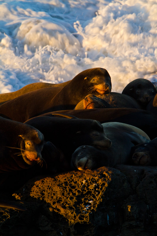 California Sea Lions